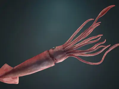  Squid Rigged 