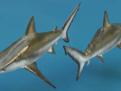  Realistic Bignose Shark Rigged 