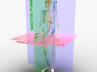 Planes of the Body Skeleton 3D model