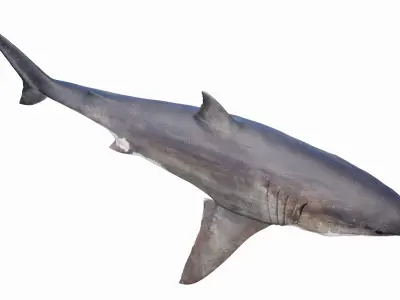  Great White Shark Anatomy Static 