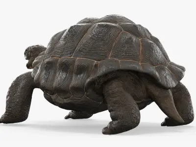  Turtle Chelonoidis Niger Walking Animated Rigged for Maya 
