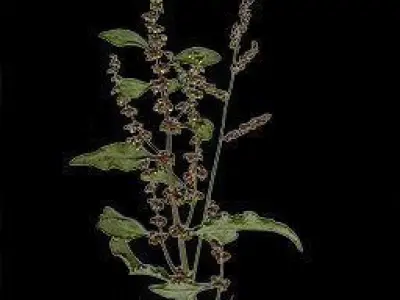 ruined city  Low-poly 3D model