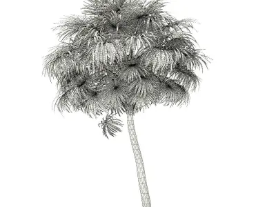 Thatch Palm Tree 3D Model 7m 3D model