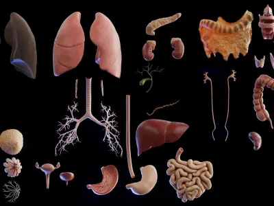  Human Female Body Skeleton and Organs 