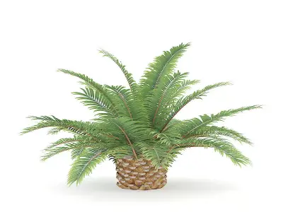 Queen Sago Plant 3D model