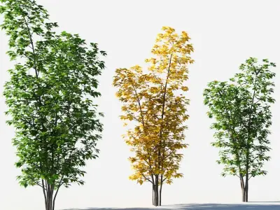 Populus balsamifera tree-3 3D model