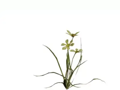 Realistic Flowering Grass Plant 3D Model Pack Low-poly 3D model