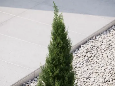 Small  conifer 3D model