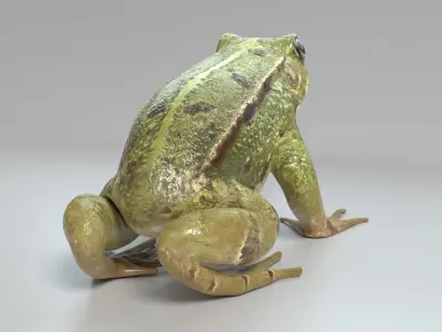  Frog Animated 