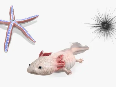  Sea Creatures Collection 