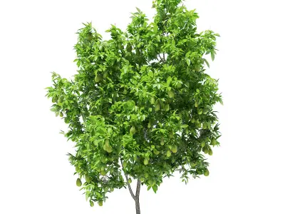 Avocado Tree with Fruits 3D model