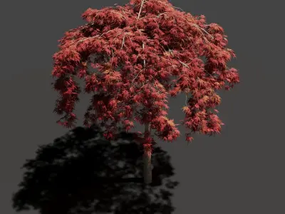 Japanese Maple Dissectum on stamm - Acer Japonicum Dissectum 3D model