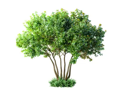 Outdoor garden plant tree Shrub 3D model