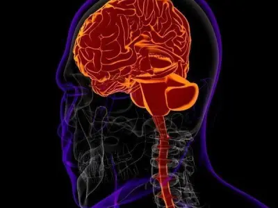 x-Ray Brain 3D model