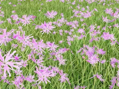 Pink Wild Flower Field 3D model