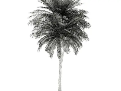 Coconut Palm Tree 3D Model 9m 3D model
