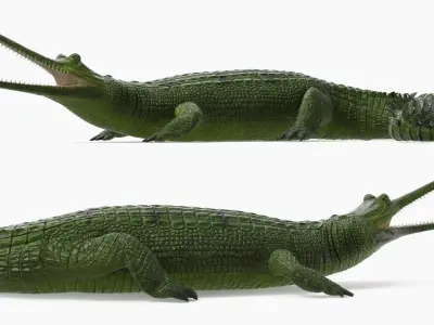  Narrow Jawed Gharial Green Crocodile Lying 