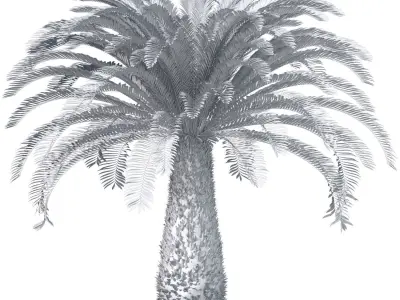 Ornamental Evergreen Palm Tree exotic tropical 3D model