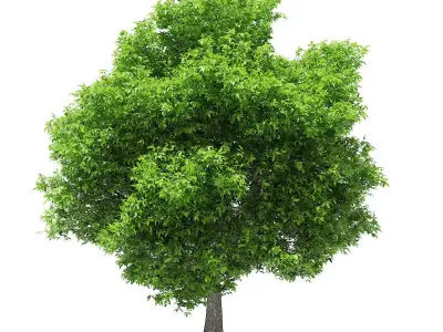 Avocado Tree 3D model