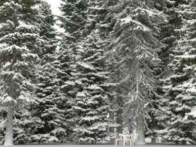  20 Picea Abies Trees with snow 