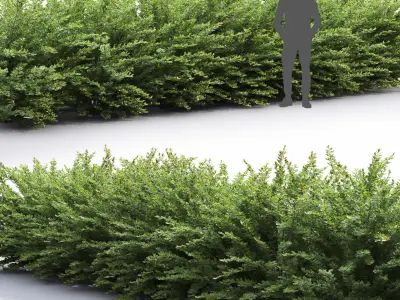 Cotoneaster hedge 5 3D model
