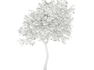 Olive Tree with Fruits 3D model