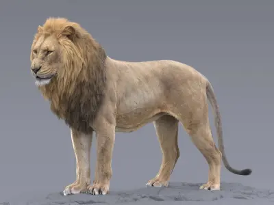  Lion RIGGED 