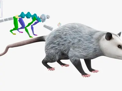  Opossum Walk and Dead Animated Rigged 