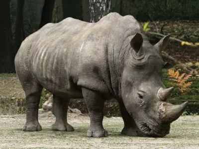 Rhino Rigged 3D 3D model