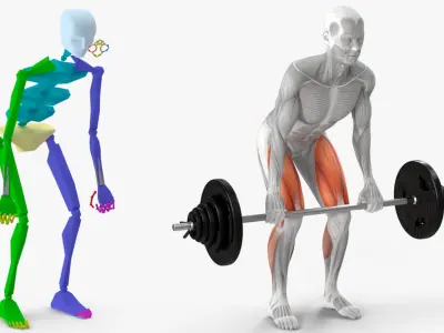  Male Muscular System Deadlift Animated Rigged 