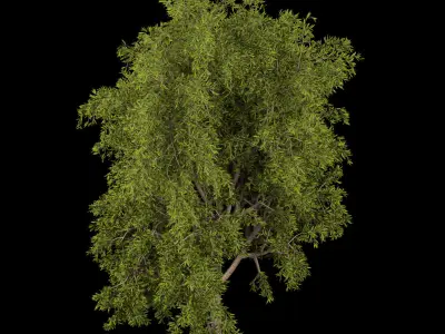 Collection plant vol 219 Free 3D model