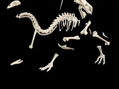  MOA Little Bush Moa Skeleton 