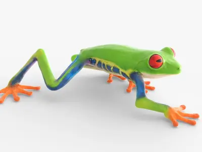  Red Eyed Tree Frog Animated Rigged for Blender Collection 