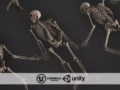 Human Skeletons and Bones Low-poly 3D model