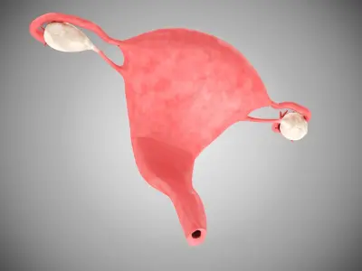 Female and Male reproductive system Low-poly 3D model