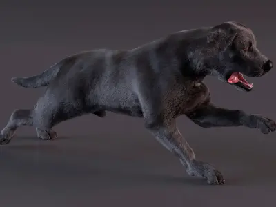  Black Labrador Dog Running Fur Animated Rigged 