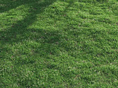 Bermuda grass 2 3D model