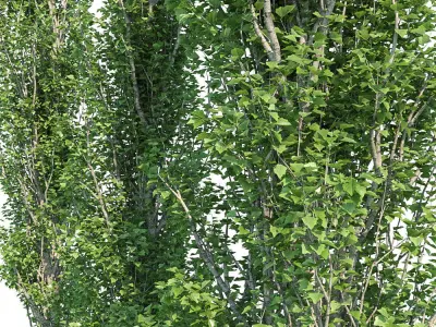 Poplar Pyramidal 15m Summer 3D model