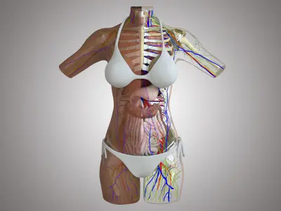 Full Anatomy Of Female Torso 3DSmax 3D model