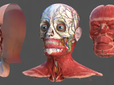 Anatomical Male Head Model with Neck 