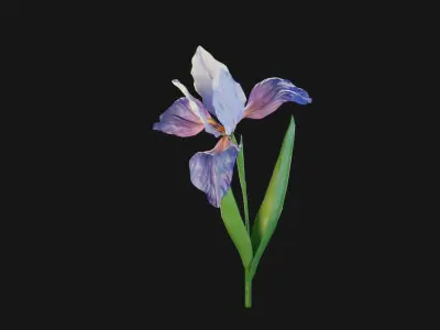 Animated Low Poly Iris Flower Low-poly 3D model