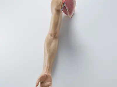  Arm Anatomy 