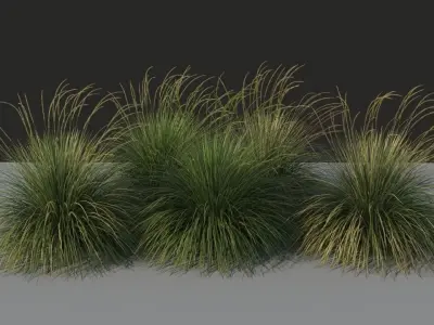 XfrogPlants Deergrass - Muhlenbergia Rigens 3D model