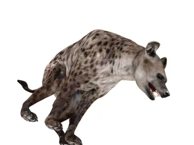  HYENA 