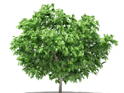 Pomelo Tree 3D model