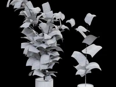 Rubber Ficus in pots 3D model