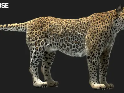  Leopard Fur (Rigged) 
