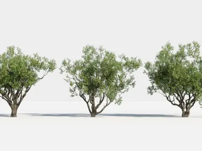  Plants Pack: Africa Trees (+GrowFX) 