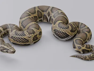  Animated Burmese Python 