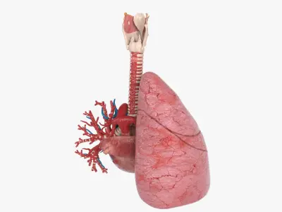  Trachea Lung Bronchial Vessels 